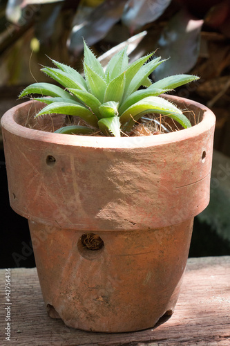 green leaf of Mather - in - law's Tongue or Sancivieria or AGAVACEAE ,shadow of big tree with sunlight photo