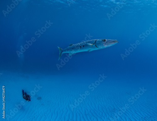 Barracuda off Little Cayman