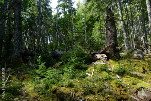 Broken tree trunk lying between forest vegetation and moth