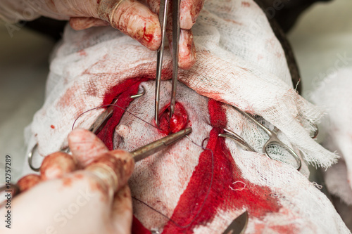 Veterinary, sterilization of a French bulldog dog, surgical forceps, a needle, tweezers and suture material when sewing the abdominal cavity