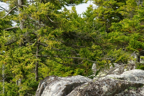 Bright green fir branches with small undeveloped cones with old boulders in the foreground