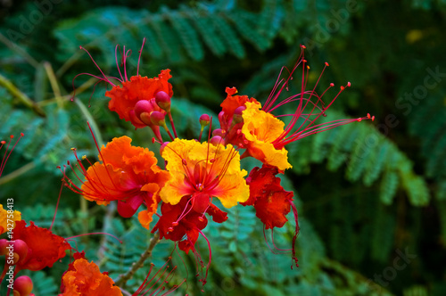 Pride of Barbados photo