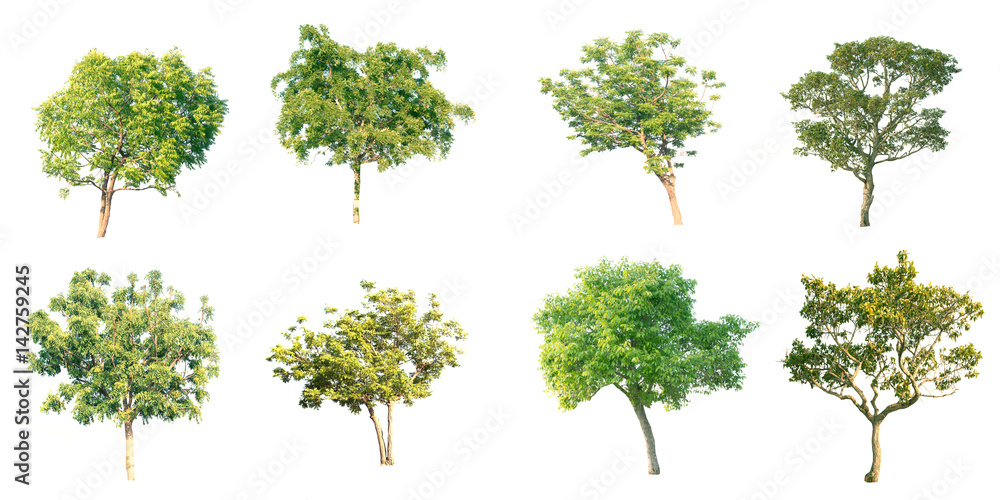 Group of trees on white backgrournd.
