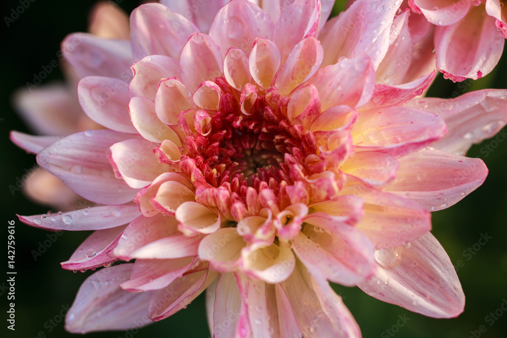 Fototapeta premium Pink Chrysanthemum flower.