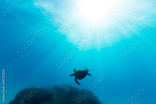 A sea turtle is illuminated by beautiful ethereal sun light as it swims through pristine blue water on the Great Barrier Reef.