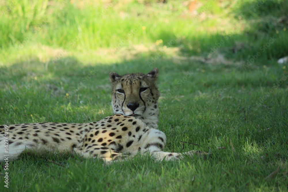 Fototapeta premium チーター