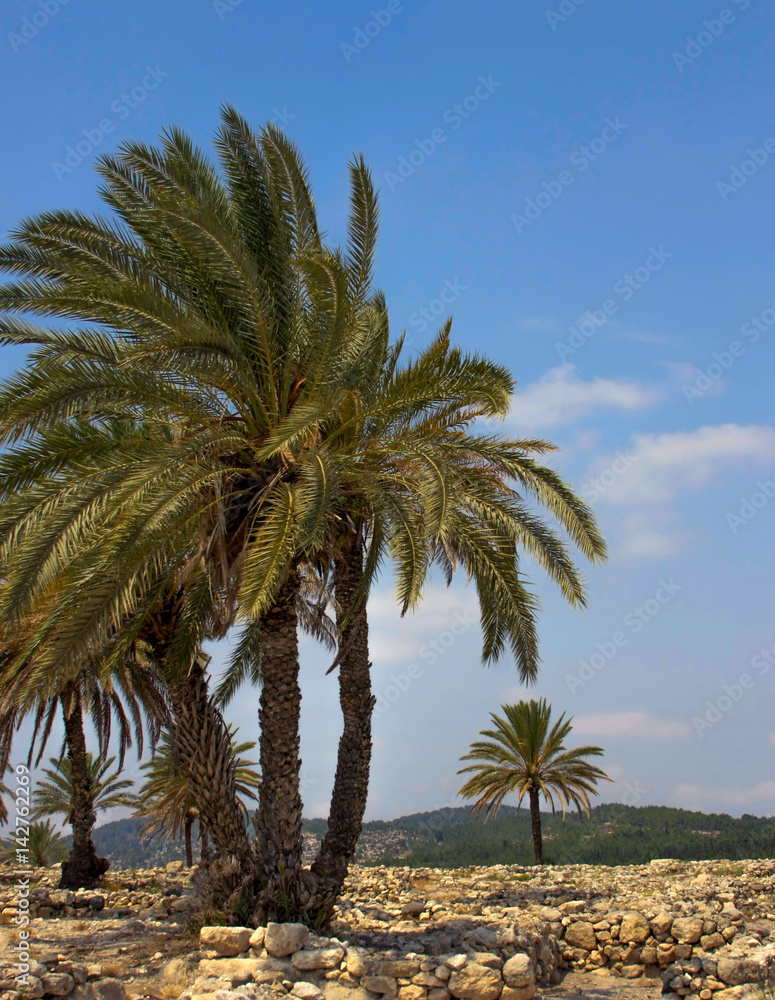 Isreal Palm Trees in Megiddo