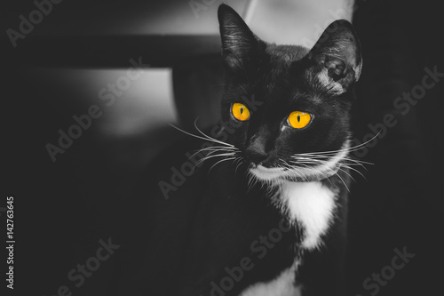 Yellow eyes black cat