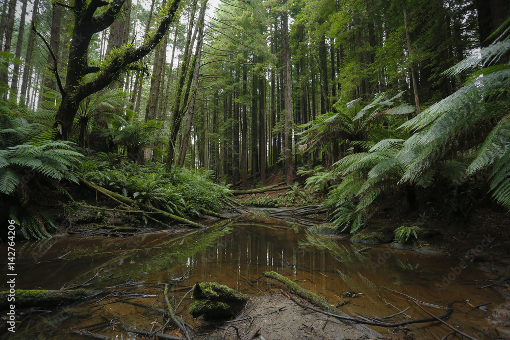Forest Landscape