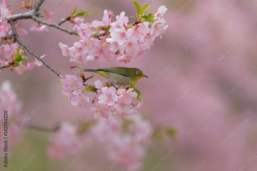 Fototapeta premium メジロ／河津桜i留まったメジロの枝留まり