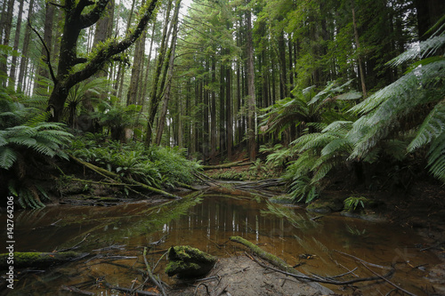 Forest Landscape photo