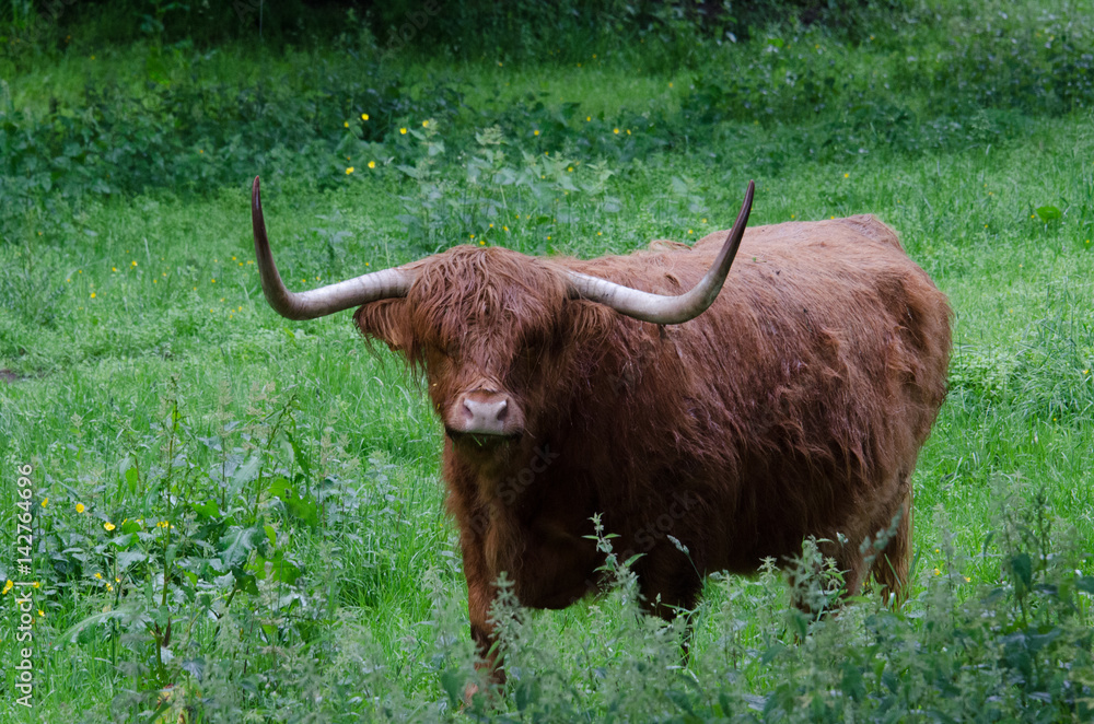 Scottish Highland Wet Scottish Highland Wet