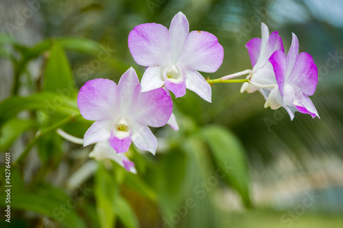 Beautiful blue and white orchid close up background.