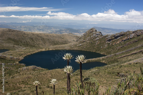 Frailejones y laguna grande de Siecha, Chingaza, COlombia photo