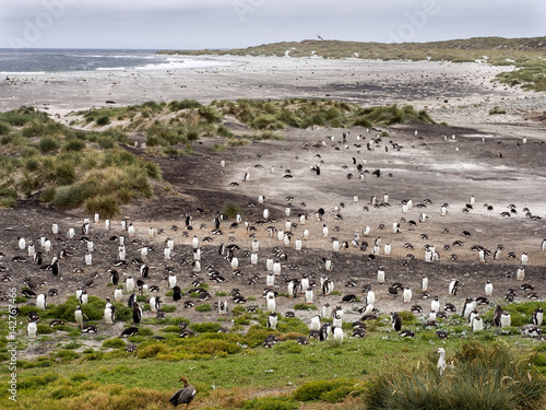 nesting colonies of Gentoo penguin, Pygoscelis Papua, on the Sea Lion Island, Falkland / Malvinas