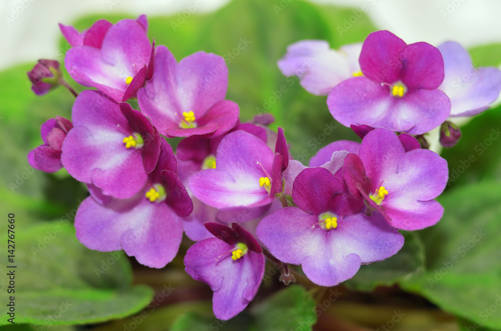 Beautiful purple violet flowers close up.