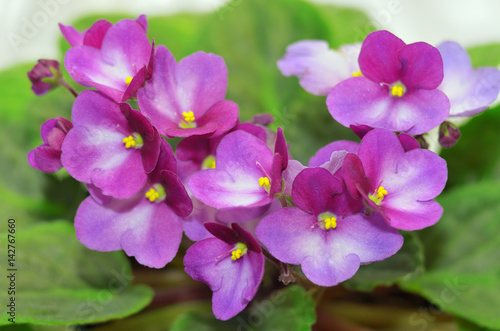 Fototapeta Naklejka Na Ścianę i Meble -  Beautiful purple violet flowers close up.