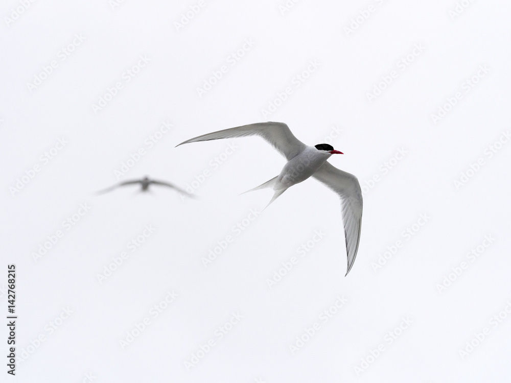 Fototapeta premium The South American tern, Sterna hirundinacea, is a species of tern found in coastal regions of southern South America, Sea lion Island, Falklan- Malvinas, 