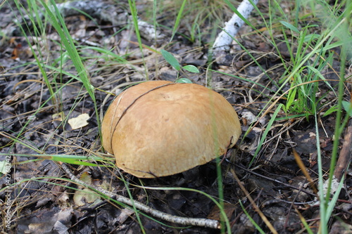 One porcini mushroom in a summer forest 20094