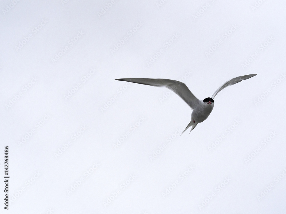 Obraz premium The South American tern, Sterna hirundinacea, is a species of tern found in coastal regions of southern South America, Sea lion Island, Falklan- Malvinas,