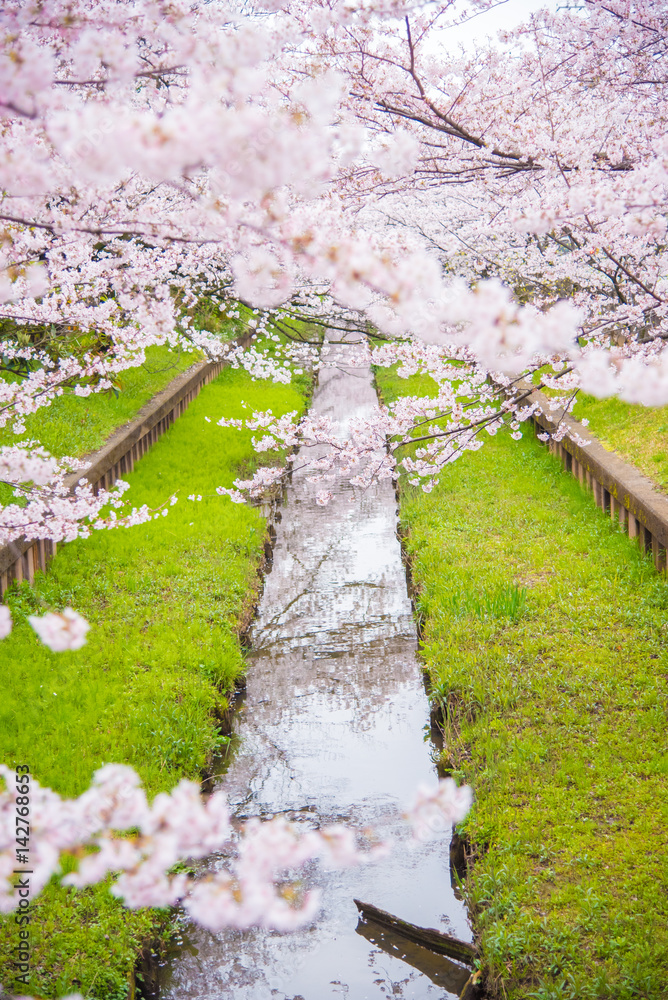 Obraz premium 満開の桜