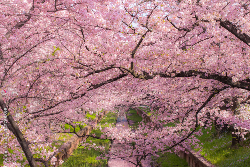 小川沿いに咲く満開の桜 小川沿いに咲く満開の桜
