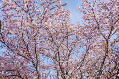 満開の桜