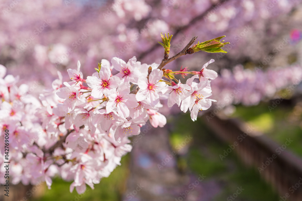 満開の桜　クローズアップ