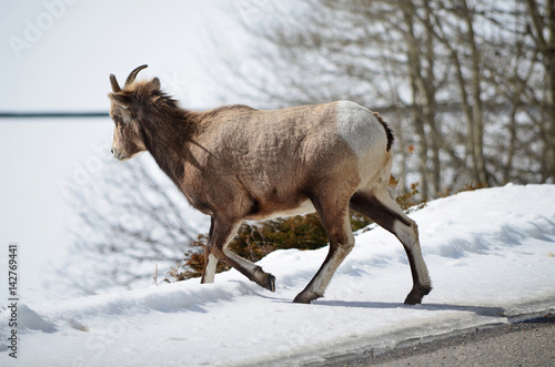 Mountain goat in National Park walk away from road