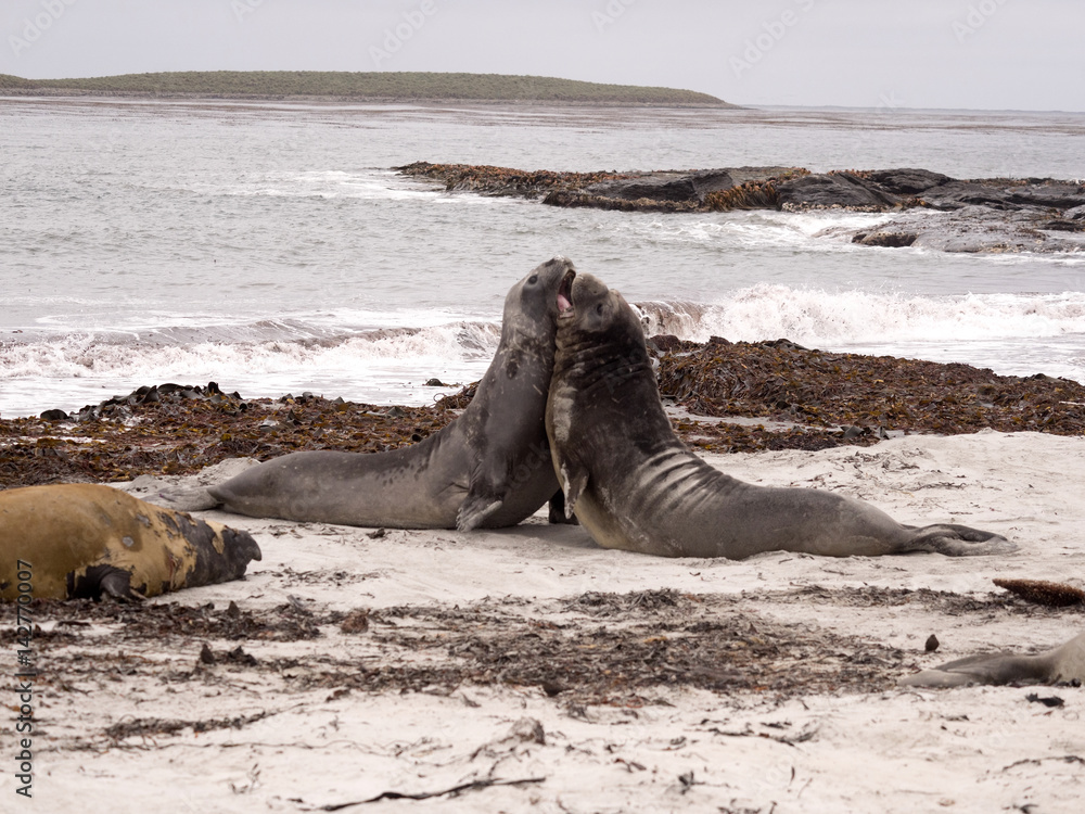 Obraz premium South males fighting Elephant Seal, Mirounga leonina, Cracas Island, Falkland Islands - Malvinas
