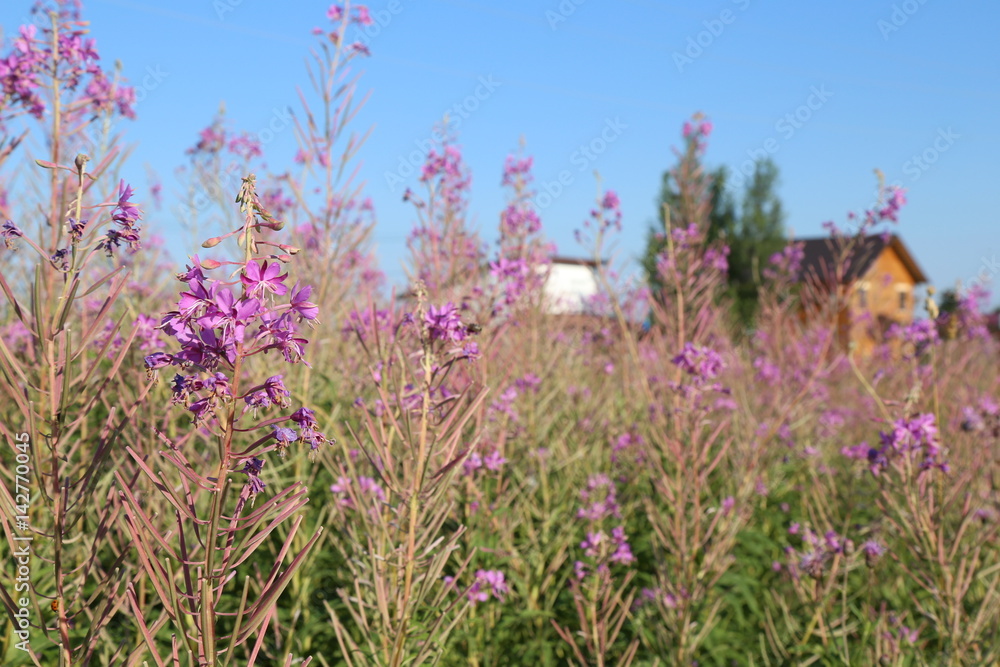 Country landscape with Blooming Sally herbs on the summer field Country landscape with Blooming Sally herbs on the summer field