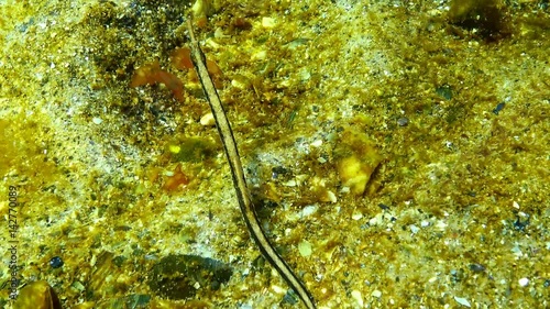 Black-striped pipefish (Syngnathus abaster) in the thickets of seaweed photo