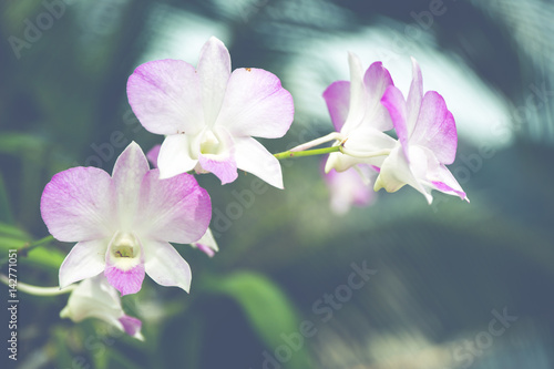 Beautiful blue and white orchid close up background. Processed in vintage colour tone 