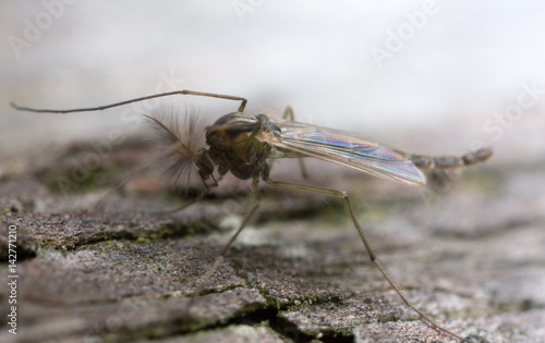 Macro photo of a nonbiting midget, chiromidae on wood 