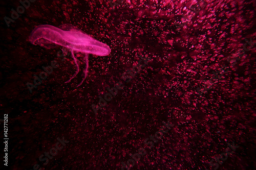 медузы плавают в аквариуме и там яркая разноцветная подсветка 