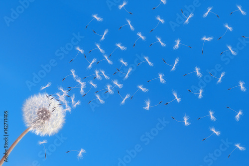 Dandelion on blue background releasing seeds. © ysuel