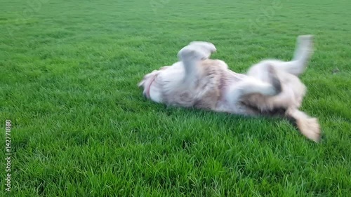 Adorable Malamute Hound smells grass and then rubs back on green grass in funny, uncaring manner, enjoying the freedom 