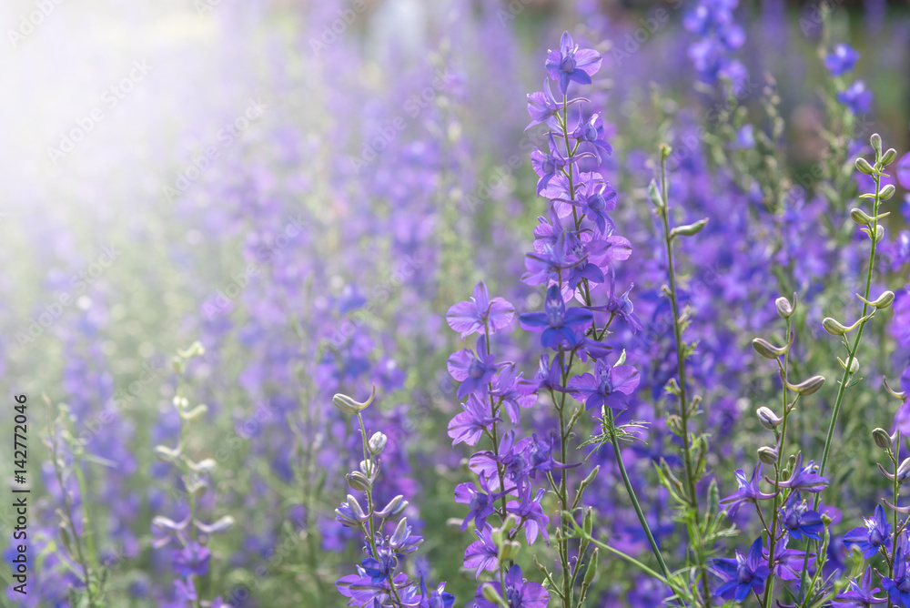 Obraz premium beautiful purple flowers field for background. Filter effect stye