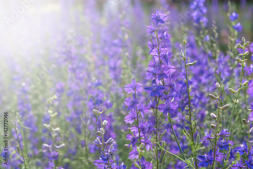 beautiful purple flowers field for background. Filter effect stye