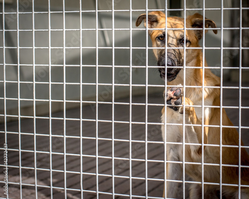 Rescue Dog in Kennel