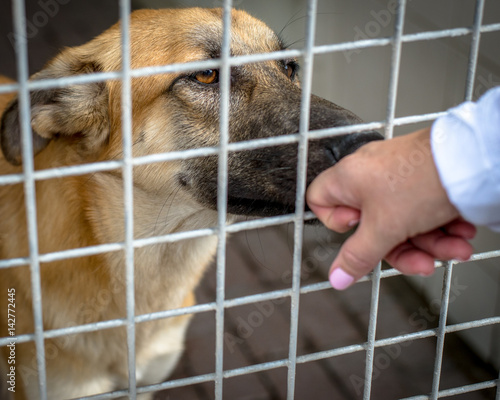 Dog at the pound