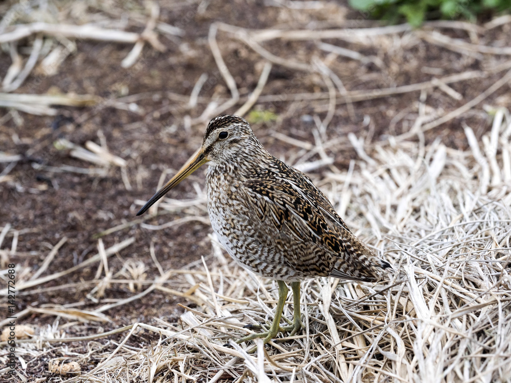 South American Snipe, Gallinago magellanica paraguaiae is endemic bird, Sea lion islands, Falklands / Malvinas South American Snipe, Gallinago magellanica paraguaiae is endemic bird, Sea lion islands, Falklands / Malvinas
