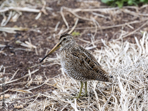 South American Snipe, Gallinago magellanica paraguaiae is endemic bird, Sea lion islands, Falklands / Malvinas © vladislav333222