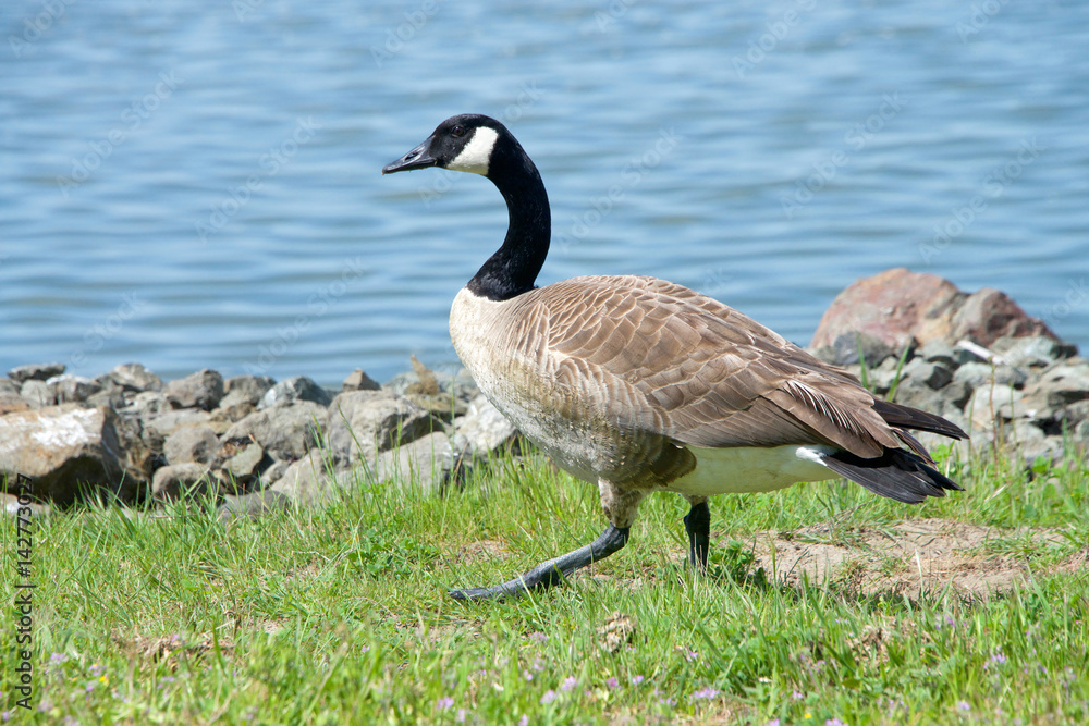 Canada Goose, Branta canadensis maxima, walking on green grass along the shore line. Geese have proven able to establish breeding colonies in urban areas, which provide food and few natural predators. Canada Goose, Branta canadensis maxima, walking on green grass along the shore line. Geese have proven able to establish breeding colonies in urban areas, which provide food and few natural predators.