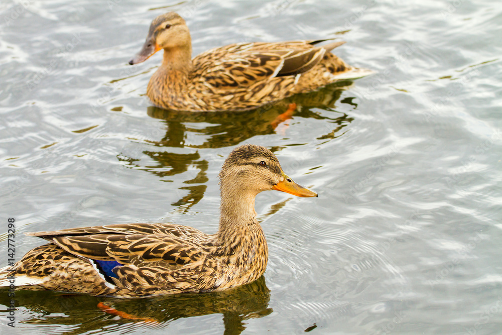 wild duckling floating on a river