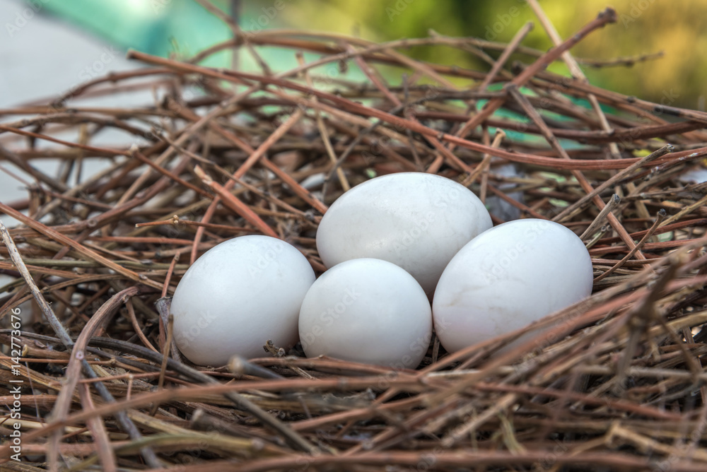 Nest with four bird eggs close up Nest with four bird eggs close up