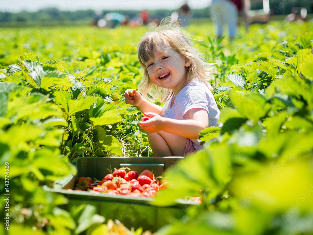 Ταπετσαρία Girl picking ripe strawberries in a field
