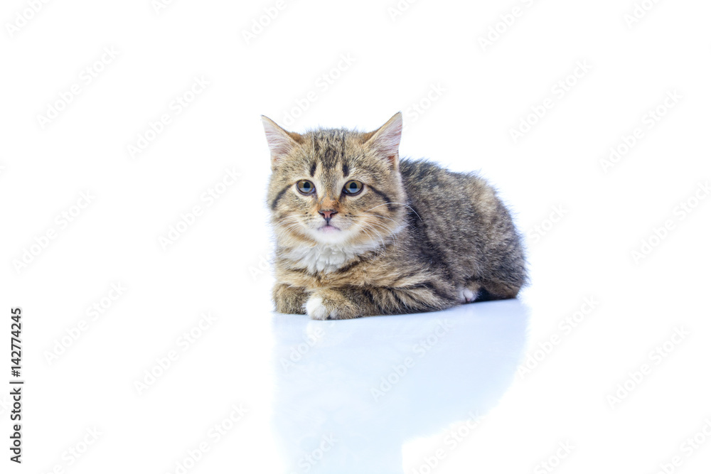 Isolated portrait of a beautiful gray kitten Isolated portrait of a beautiful gray kitten