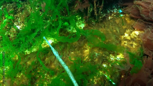 Male Broad-nosed pipefish (Syngnathus typhle) in the thickets of seaweed photo