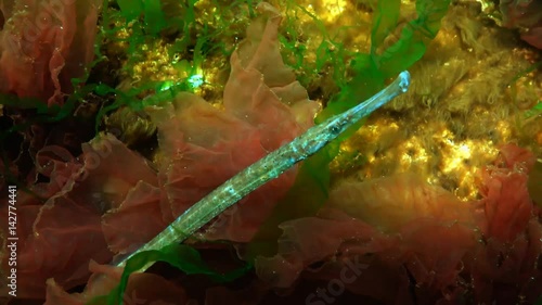 Male Broad-nosed pipefish (Syngnathus typhle) in the thickets of seaweed photo